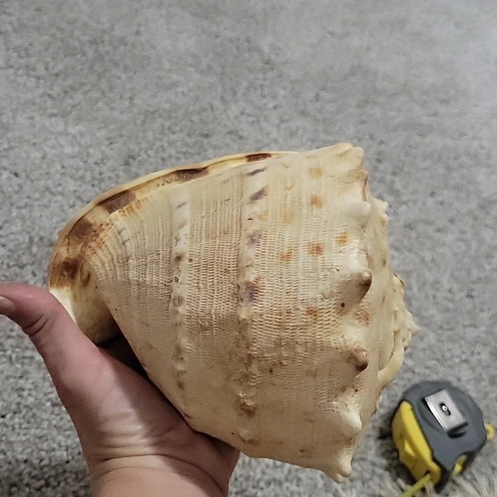 Queen Conch shell - Picture 8 of 8